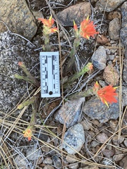 Castilleja brevilobata