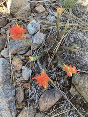 Castilleja brevilobata