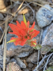 Castilleja brevilobata