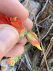 Castilleja brevilobata