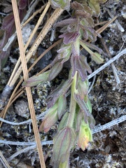 Castilleja brevilobata