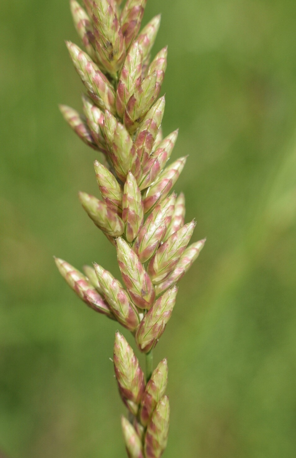 Tridens congestus