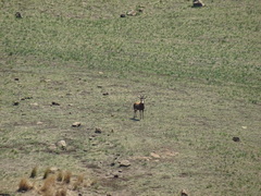 Damaliscus pygargus phillipsi