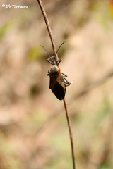 Sephina vinula