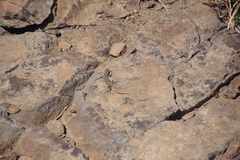 Pedioplanis burchelli