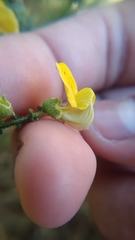 Adesmia atacamensis