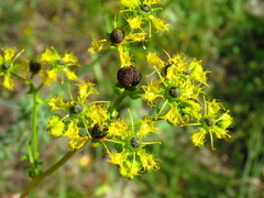 Ruta chalepensis