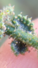 Adesmia atacamensis
