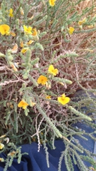 Adesmia atacamensis