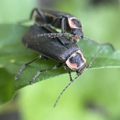 Atalantycha dentigera