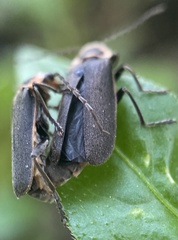 Atalantycha dentigera