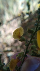 Adesmia atacamensis