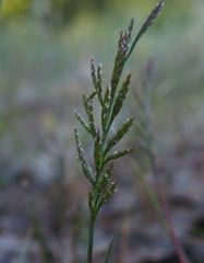 Catapodium rigidum