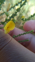 Adesmia atacamensis