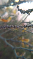 Adesmia atacamensis