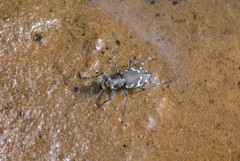 Cicindela ancocisconensis