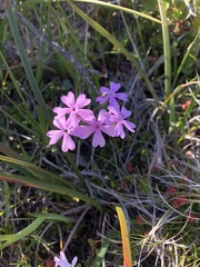Phlox speciosa
