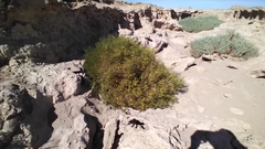 Adesmia atacamensis