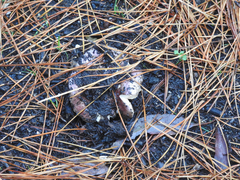 Russula purpureoflava