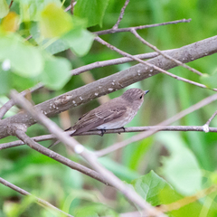 Muscicapa striata