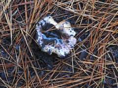 Russula purpureoflava