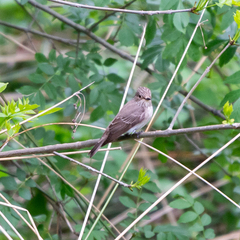 Muscicapa striata