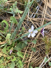 Viola cuneata