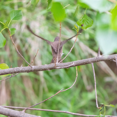 Muscicapa striata