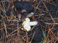 Russula purpureoflava