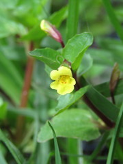 Erythranthe geyeri