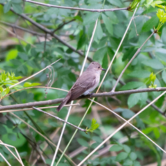 Muscicapa striata