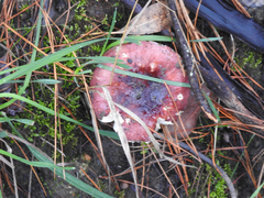 Russula purpureoflava