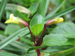 Erythranthe geyeri