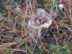 Russula purpureoflava