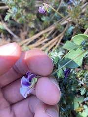 Viola cuneata