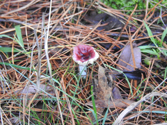 Russula purpureoflava