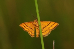 Idaea aureolaria