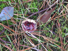 Russula purpureoflava