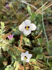 Viola cuneata