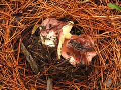 Russula purpureoflava