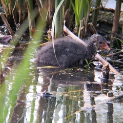Gallinula chloropus
