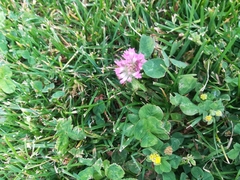 Trifolium pratense