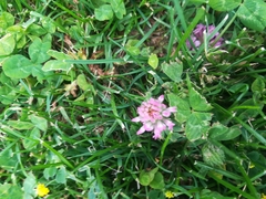 Trifolium pratense