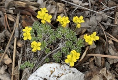 Draba densifolia