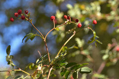 Rosa beggeriana