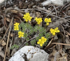 Draba densifolia