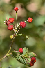 Rosa beggeriana