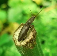 Athous haemorrhoidalis