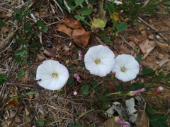 Convolvulus arvensis