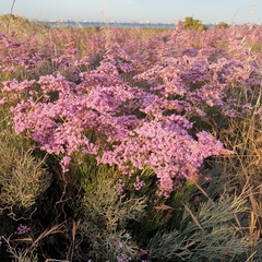 Limonium caesium